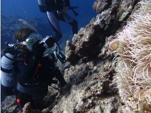 プランの魅力 Encounter with unique marine life の画像