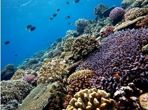 プランの魅力 Experience the natural charm of the sea の画像