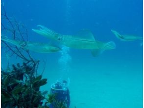 プランの魅力 根據季節的不同，您可能可以看到正在移動的魷魚！ の画像