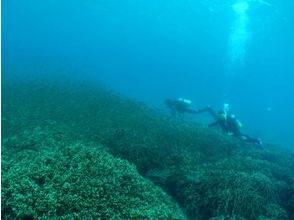 プランの魅力 シコロサンゴとエダサンゴの上にクロホシイシモチの群れ の画像