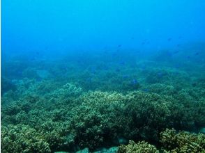 プランの魅力 The soft coral seabed is full of small fish の画像