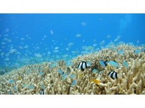 プランの魅力 Fish playing on coral reefs and sea anemones の画像