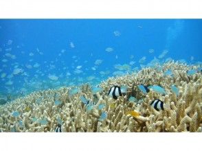 プランの魅力 Fish playing on coral reefs and sea anemones の画像