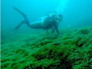 プランの魅力 地毯状海葵群 の画像