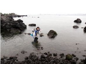 プランの魅力 樱岛潜水点。很多熔岩 の画像