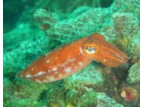 プランの魅力 Depending on the time of year, you may see baby bigfin reef squid. の画像