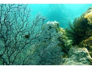 プランの魅力 海藻や岩石などで幻想的な風景 の画像