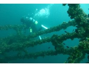 プランの魅力 桜島には沈船漁礁のポイントがあり、いろんな魚を見ることができます の画像