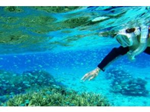 プランの魅力 サンゴや魚に触れてみて！ の画像