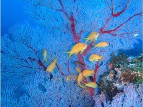 プランの魅力 海戈尔迪和海戈尔迪 の画像