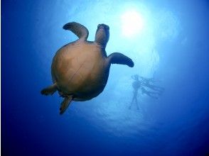 만타 · 바다 거북 포인트