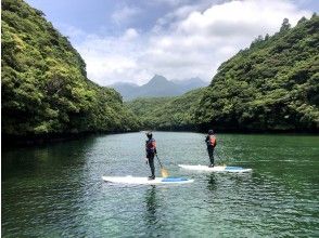 照葉樹林の森に包まれる