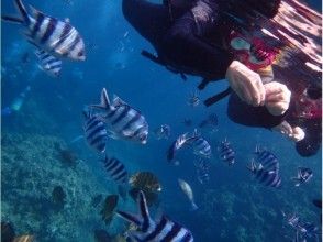 Underwater walk full of fish ♪