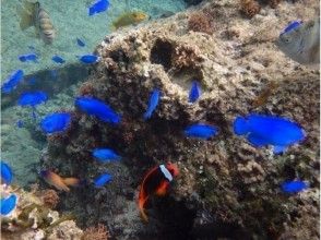 餌付けも出来るよ！熱帯魚に囲まれちゃった