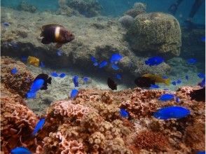 お魚いっぱい海中散歩♪