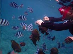 餌付けも出来るよ！熱帯魚に囲まれちゃった