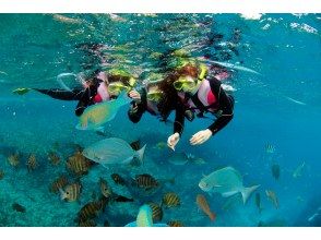 熱帯魚観察できます