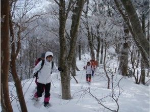 Forest belt walk