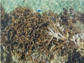 觀察珊瑚和熱帶魚