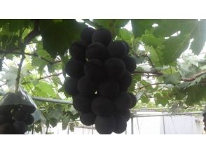 Grape farming experience