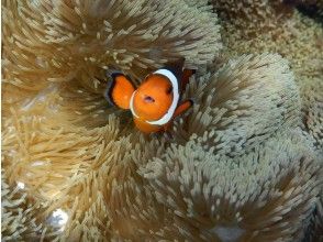 You can also meet clownfish♪