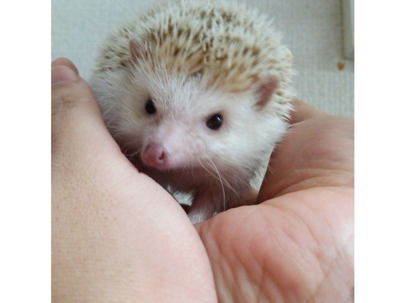 ハリネズミふれあい体験