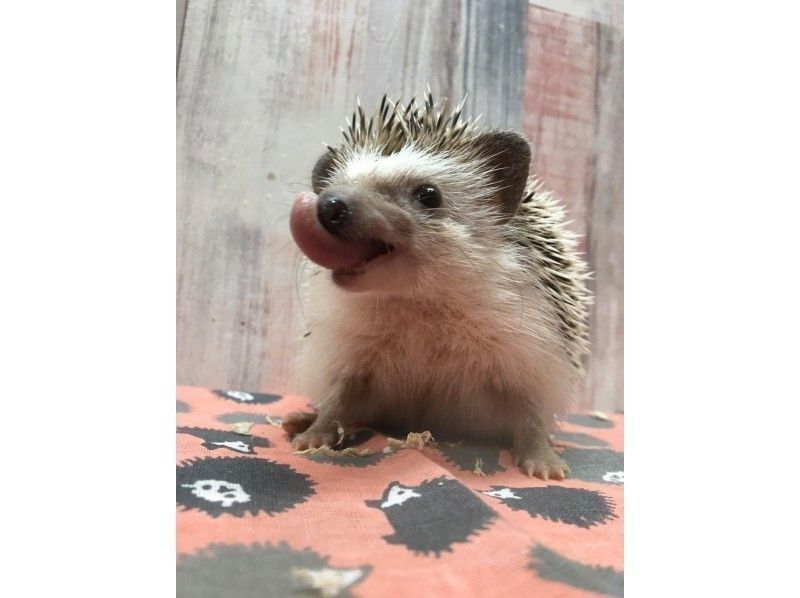 ハリネズミふれあい体験