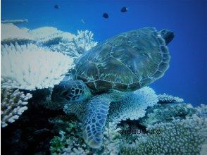 See sea turtles