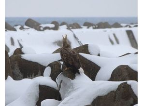 ワシわしウォッチング