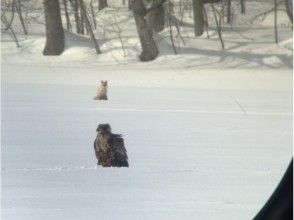 Eagle watching