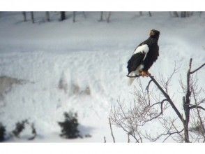 Eagle watching