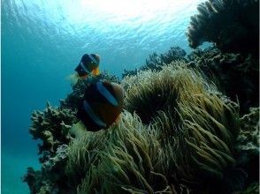 發現了一條海葵魚！