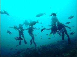 熱帯魚に餌付け時間♪