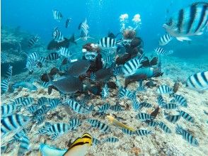 熱帯魚に餌付け体験★