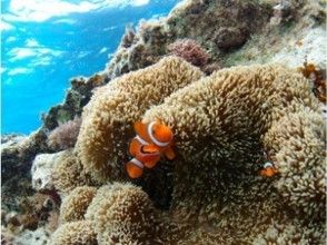 Let's watch a variety of anemone fish!