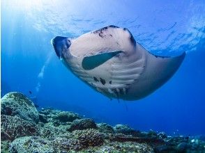石垣島近海に訳200匹生息してるマンタ様
