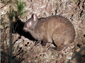 Drive in the ancient forest in search of the Amami rabbit