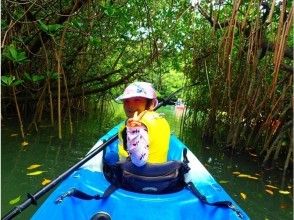 Jungle exploration on the mangrove river