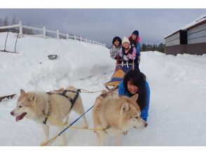 狗拉雪橇体验