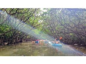 Morning mangrove canoe