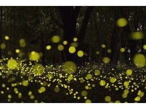 Firefly viewing tour (seasonal April and May)