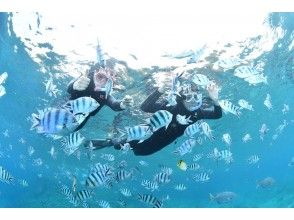 【熱帯魚たちへのエサやり体験】
