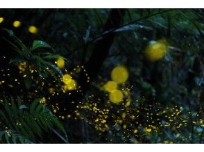 Yaeyama firefly that begins to shine at dusk