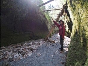 Strolling in the moss corridor