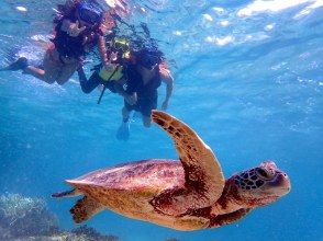 Sea turtle snorkeling finished!