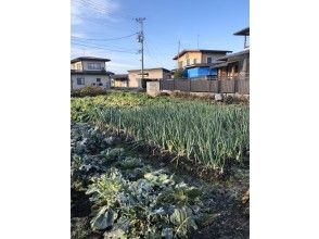 畑で新鮮野菜の収穫