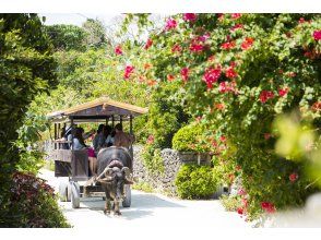 Go to Taketomi Island at your favorite time!