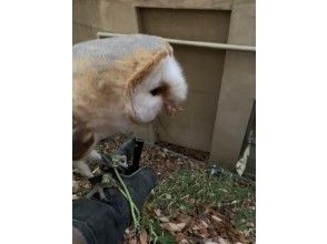 Feeding owls