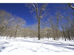 雪の森をハイキング