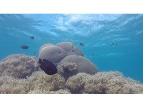 ⑤ 막상 체험 다이빙에! 부드러운 산호에 모이는 많은 예쁜 물고기들. 물고기 먹이주기 체험과 수중 카메라로 촬영도 할 수 있어요.